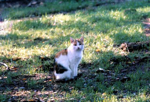 Un Gatto Foto Simbolo