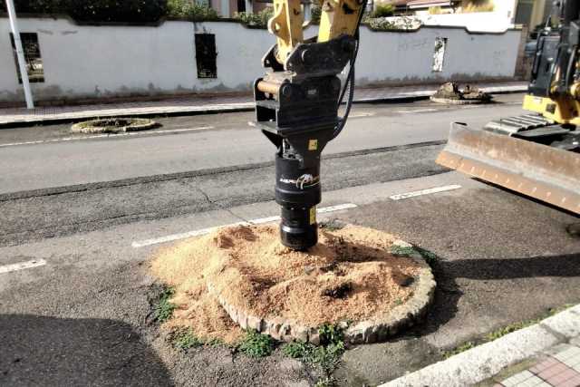 Cagliari, dopo il punteruolo rosso tornano le palme in via Vienna