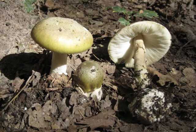Cagliari, funghi velenosi: sei intossicati, tra cui una bimba di 10 anni