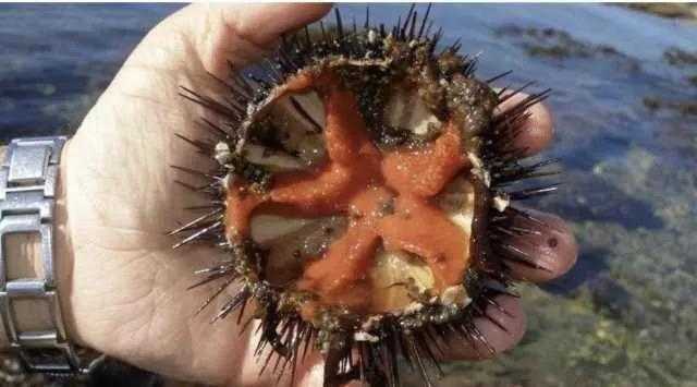 Pesca ai ricci di mare in Sardegna, prorogata fino al 5 maggio del 2024