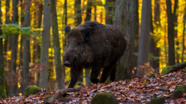 cinghiale 