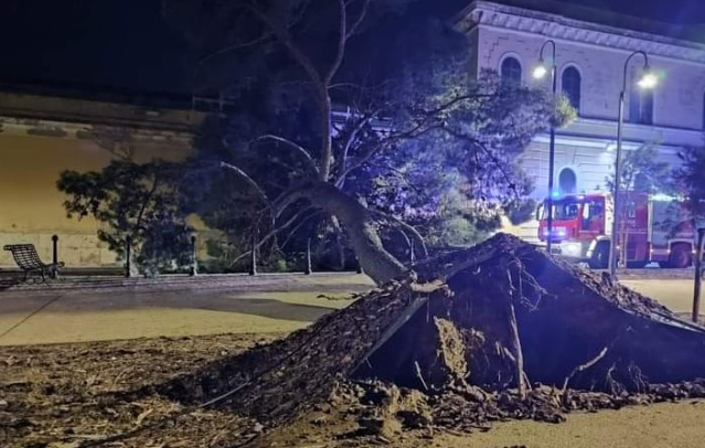 albero viale buoncammino