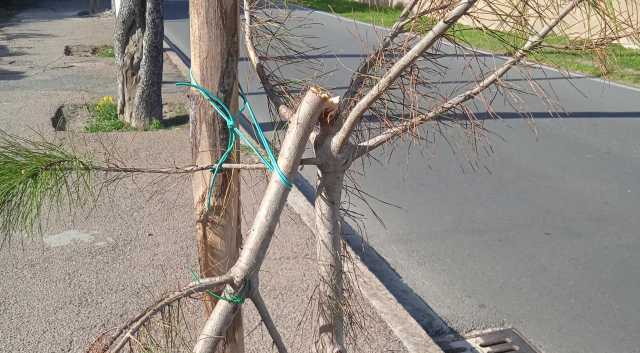 Cagliari Viale Calamosca Pino Vandalizzato Marzo 2024