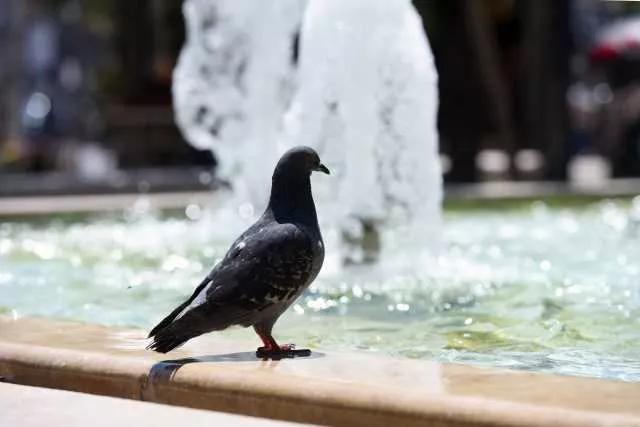 Piccione ucciso a bastonate a Sassari: scatta la denuncia dell'Oipa