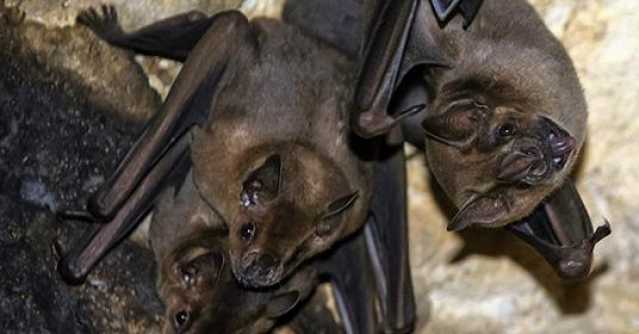 Pipistrelli nella scuola elementare di Tuili: scatta la chiusura, il sindaco firma l'ordinanza