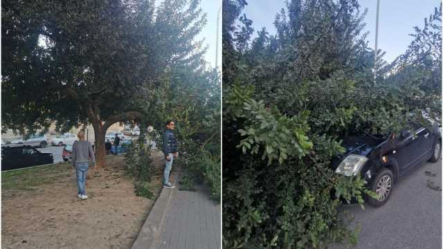 Cagliari, cede il ramo di un albero in via Campania e piomba sulle auto in sosta