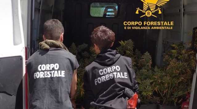 Sarroch, scoperte 209 piante di marijuana in un fabbricato: arrestato un uomo