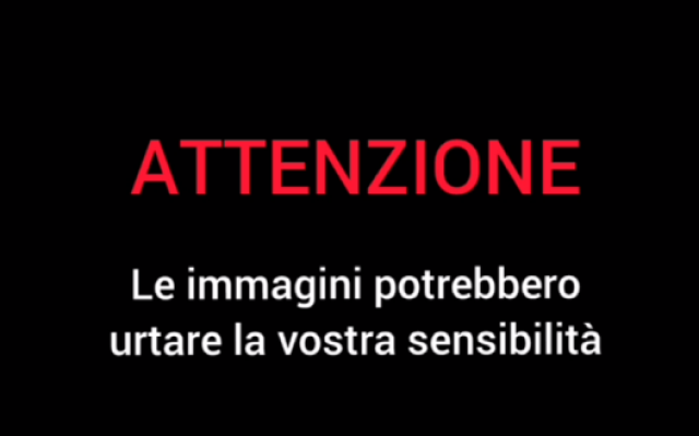 gatto video