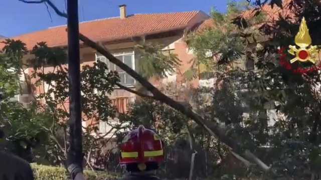 Albero Cagliari