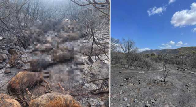 Danni Incendi Sardegna 
