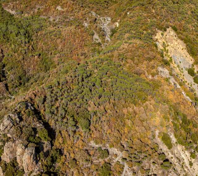 Bosco Sardegna