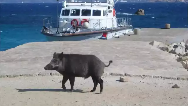 CINGHIALE 