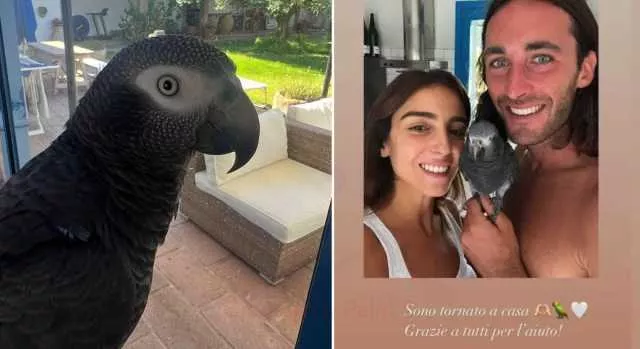 AUGELLO E IL PAPPAGALLO