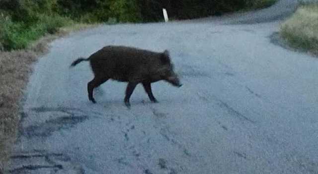 Cinghiale Arbus Strada