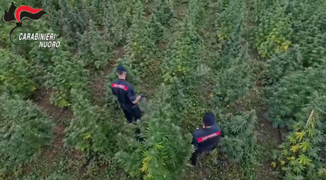 Marijuana Borore