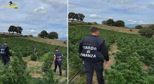 Le piante sequestrate 
