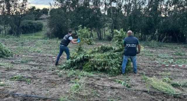 Sequestro Marijuana