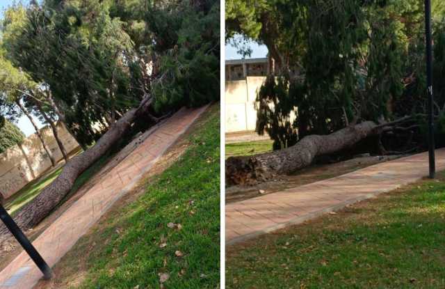 CROLLO ALBERO PIRRI