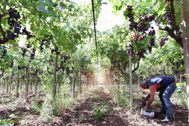 Azienda Agricola