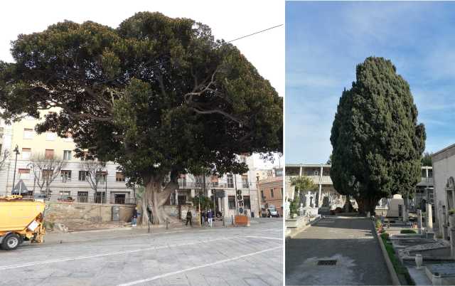 Alberi Cagliari