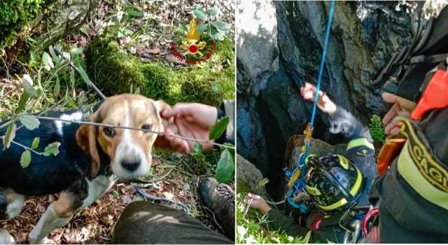 Beagle Salvato