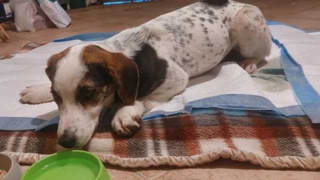 Cagnolina Investita