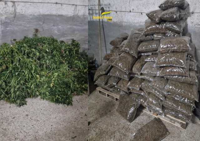 Droga Marijuana Sarule