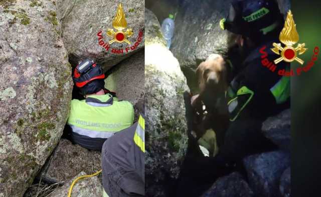 Salvataggio Cane Da Caccia