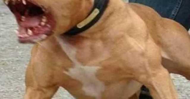 Pitbull Dettaglio