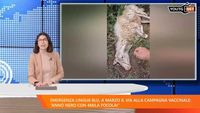 Tg Mattina 130225