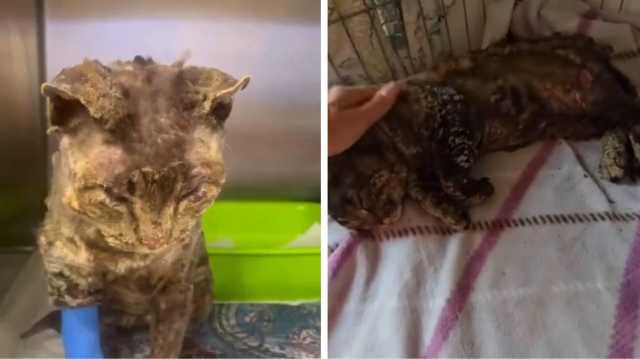 Gatto Bruciato Dolianova