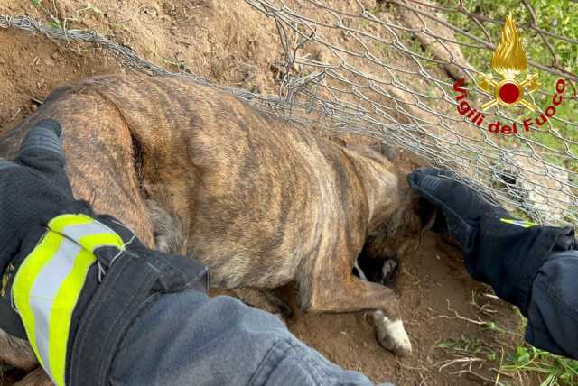 Cane Incastrato Assemini
