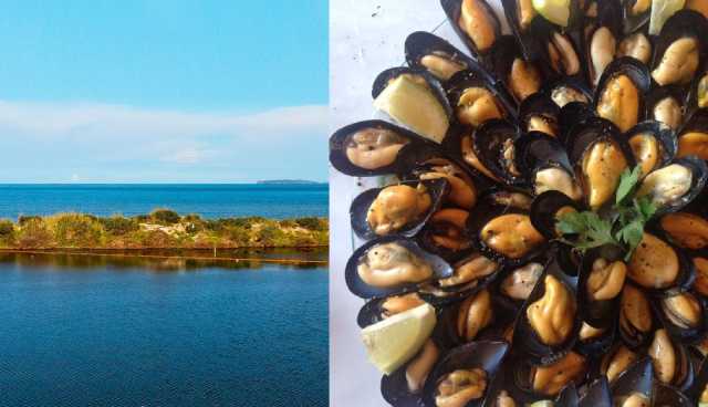 Cozze Nieddittas