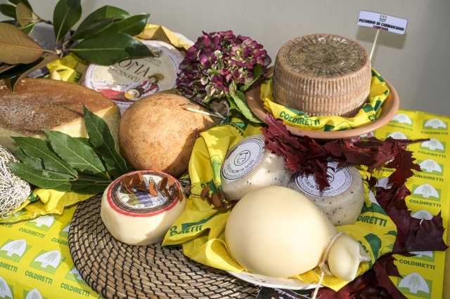 Dazipecorino