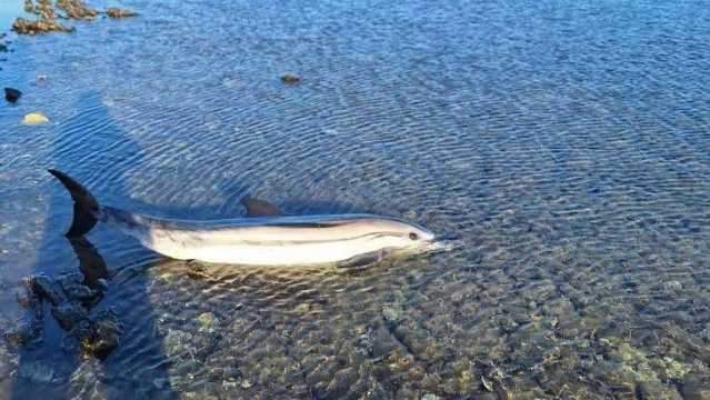 Il Delfino Trovaot Morto