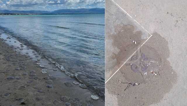 Cagliari, la spiaggia del Poetto invasa dalle meduse: 