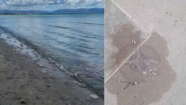 Cagliari, la spiaggia del Poetto invasa dalle meduse: 