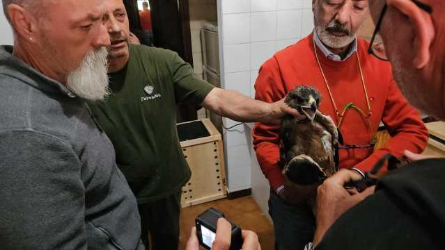 Arrivano sei pulli di Aquila Bonelli in Sardegna: tra un mese voleranno liberi
