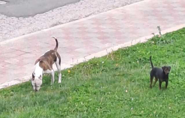Allarme a Pirri: 