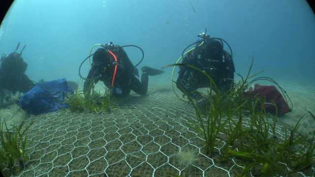 La più grande riforestazione marina nel Mediterranea si farà a Cala di Volpe (VIDEO)