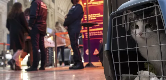 Viaggi in aereo, cani e gatti potranno stare in cabina insieme ai proprietari 