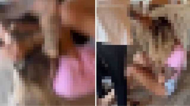 Cagliari, pestaggio brutale tra sangue e minacce: 