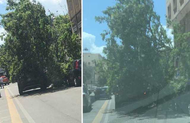 Paura in centro a Cagliari, crolla un grosso albero e piomba sulle auto parcheggiate in via Paoli
