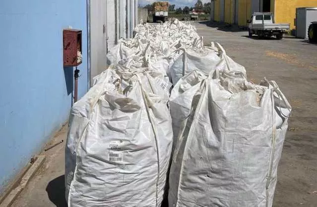 Quasi 4 tonnellate di marijuana in un'azienda agricola a Ozieri: avrebbero fruttato 15 milioni (Video)
