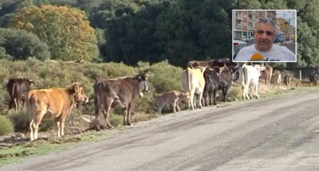 Dermatite bovina, il Tar conferma l'abbattimento dei capi sani: la rabbia degli allevatori