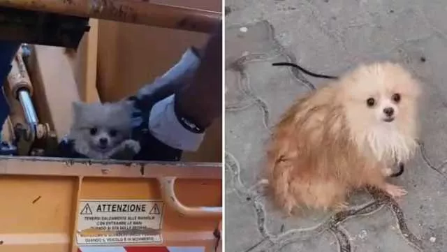 Cagliari, cagnolino trovato in mezzo ai rifiuti e dentro un sacco nero: salvato dai netturbini