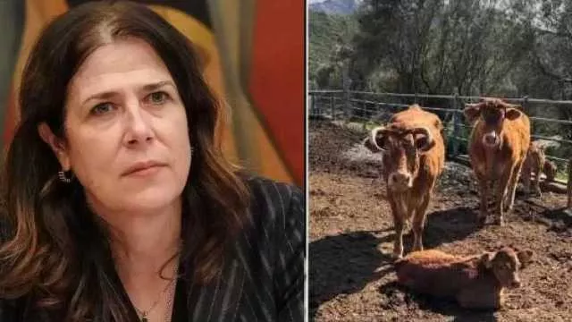 Dermatite bovina, abbattimenti inevitabili. Todde: 