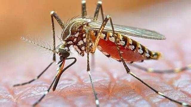 Febbre del Nilo a Oristano, la Asl sulle donazioni di sangue: 