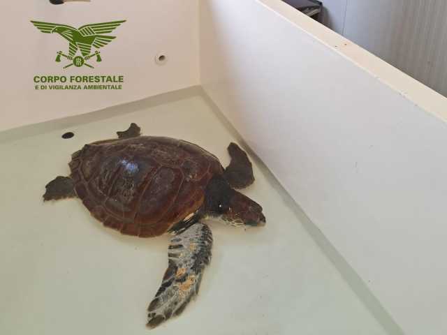 Troppe le tartarughe marine morte in Sardegna, la causa principale? Gli umani