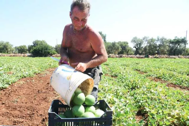 Lavoro Campi